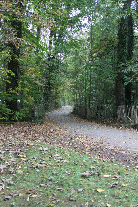 Woodland path