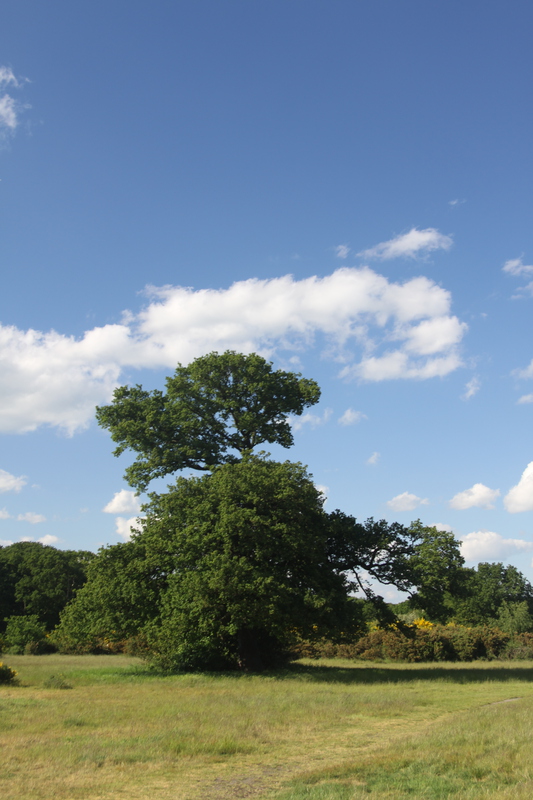 A Tree by Hollow Ponds