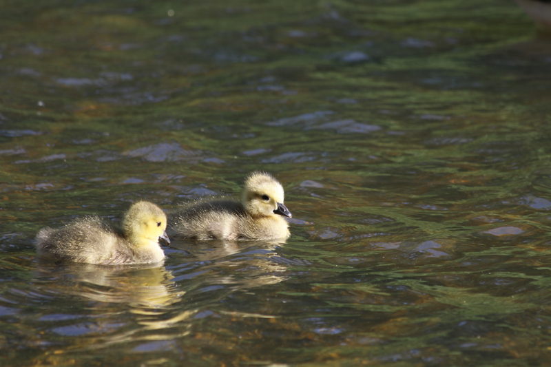 Goslings on the water