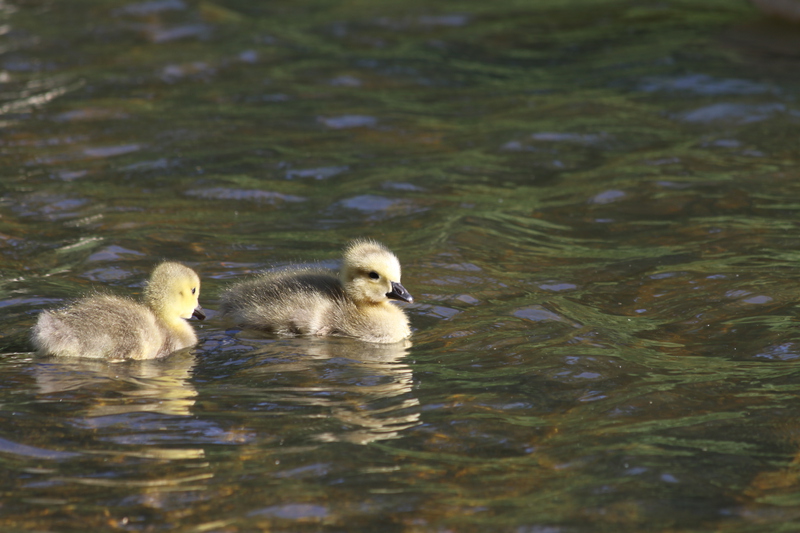 Goslings on the water