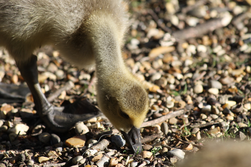 Gosling