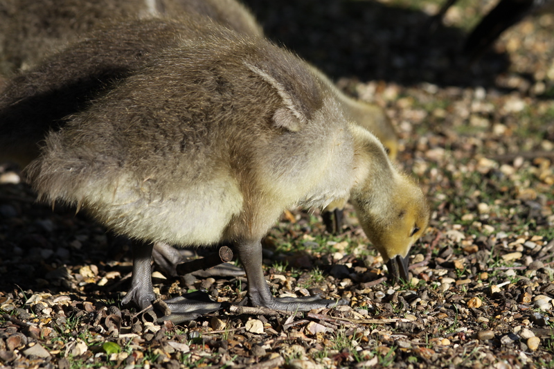 Gosling