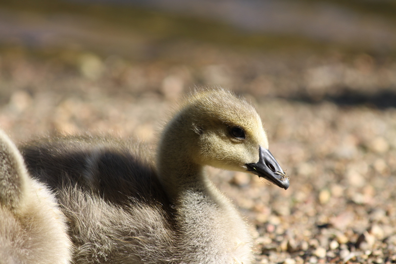 Gosling