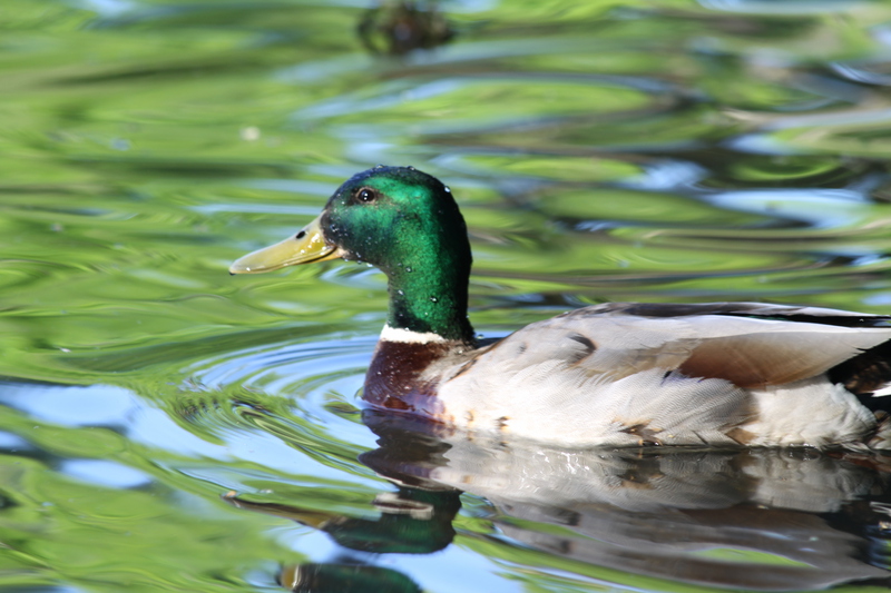 Mallard Duck